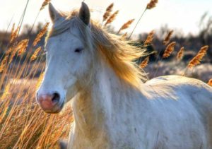 cheval-blanc horse