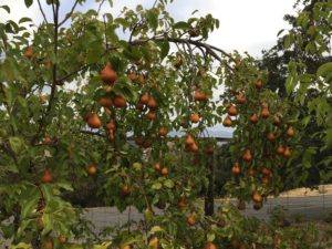 pear-tree-beth-beurkens